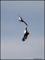 _1SB0531 eagle aerobatics